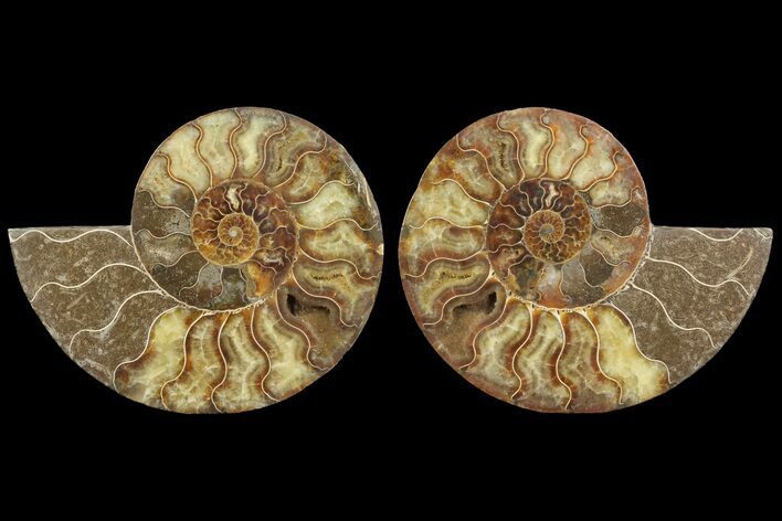 Cut & Polished Ammonite Fossil - Agatized #78329